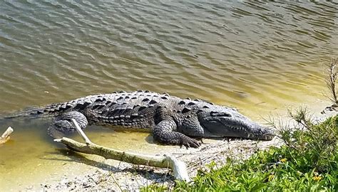 Rare Photo Shows Crocodile With Alligator On Florida Golf Course