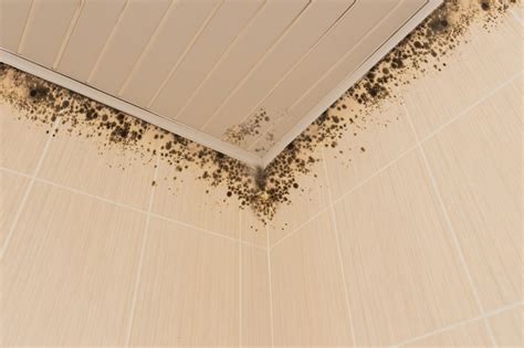 Mold caused by perils not covered in your dwelling/personal property policy will not be covered. Does Homeowners Insurance Cover Mold? | UpGifs.com