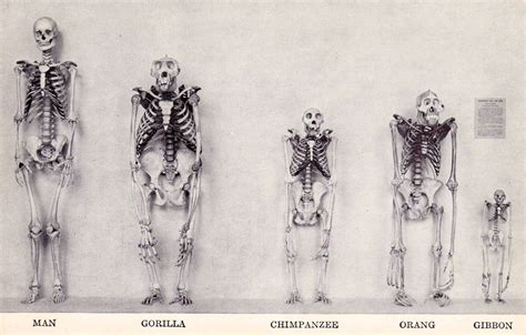 Comparison Of Human Skeleton With Other Primate Skeletons R