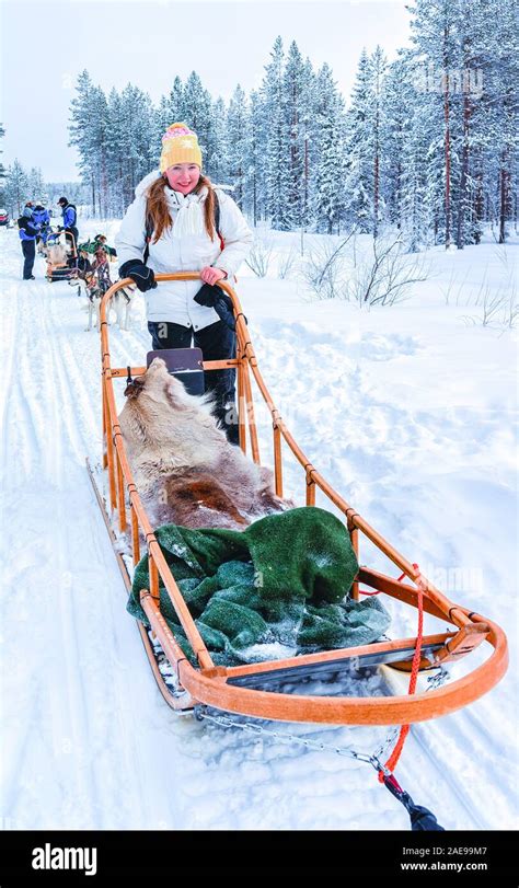 Woman Riding Husky Dog Sled In Finland In Lapland Winter Reflex Stock