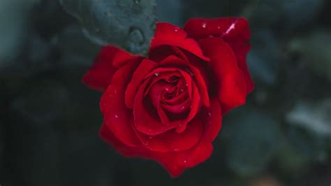 Wallpaper Rose Flower Bud Bloom Red Hd Picture Image