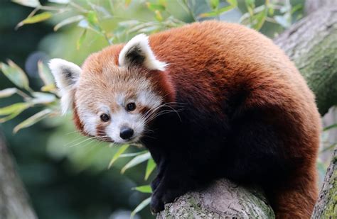 Red Panda Found After Escaping From Belfast Zoo · Thejournalie
