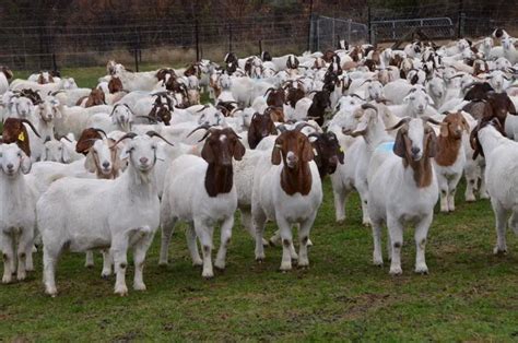 Raising Boer Goats For Profit 2018 The Ultimate Guide Boer Goat