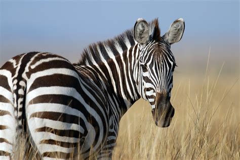 500 Zebra Pictures Download Free Images On Unsplash