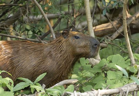 Anaconda Eating Capybara