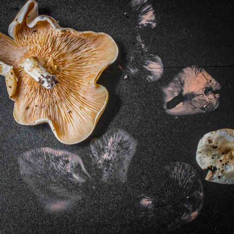 How To Make A Wild Mushroom Spore Print