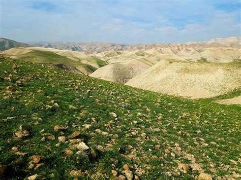 Blooming Desert In Israel Stock Photo Image Of Rare 174355720