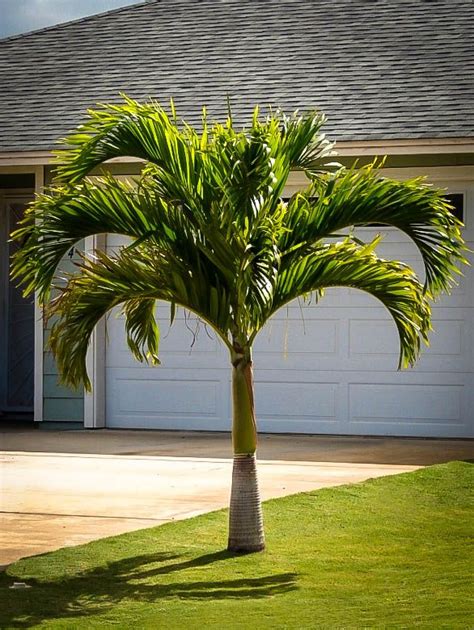 Indoor Palm Trees Bring The Beach Inside Indoor Palm Trees Palm