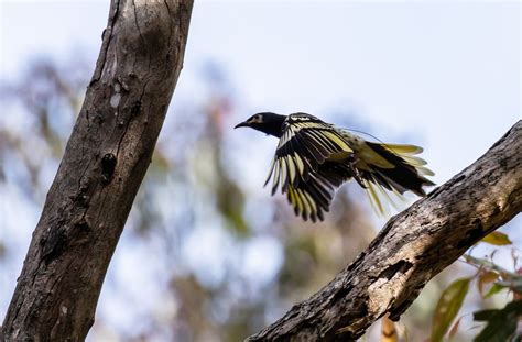 Conservation Bred Regent Honeyeaters Released Into The Hunter To Boost