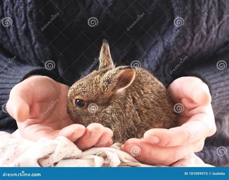 Little Bunny In Female Hands Stock Image Image Of Baby Fluffy 101099975