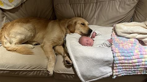 Golden Retriever Meets Newborn Baby And Never Leaves His Side Cutest