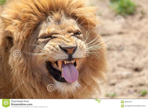 Lion Pulling A Funnny Face Animal Tongue And Canine Teeth