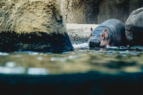 38 Photos Of The Cincinnati Zoos Baby Hippo Fiona Before She Hit 1000
