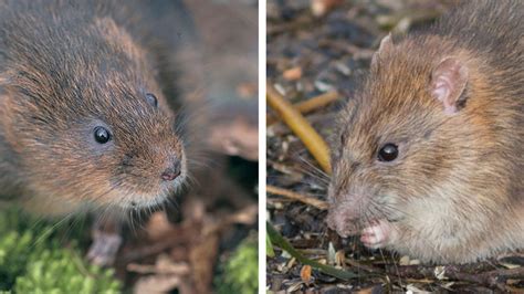 Water Voles Vs Rats How To Tell The Difference Wwt