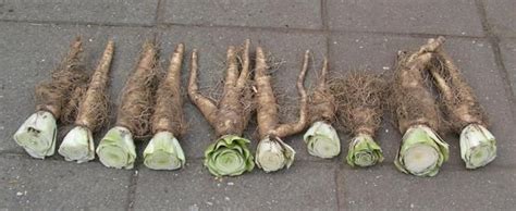 Each leaf will have as many as seven aerial roots coming out of the top side. 24) Growing chicory (Endive, Belgian endive, French endive ...
