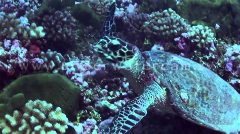 Hawksbill Turtle Feeding On Sponges Feed025 Youtube