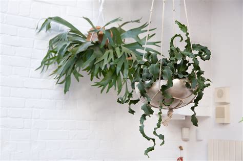 15 Of The Best Trailing House Plants 2023