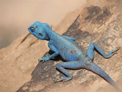 10 Elusively Blue Animals The Rarest Critters Of Them All