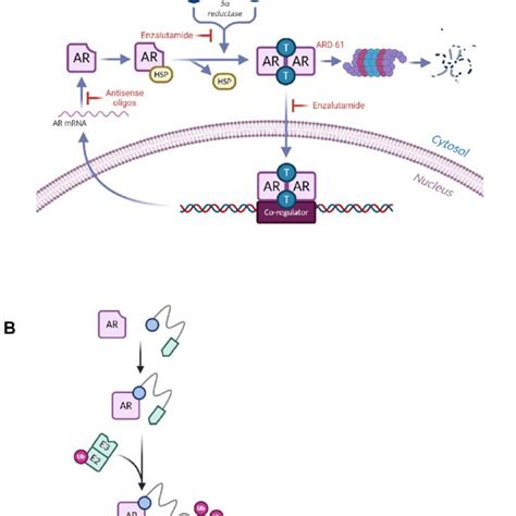 A Production Of Androgens And Androgen Receptor Signaling Can Be Download Scientific Diagram