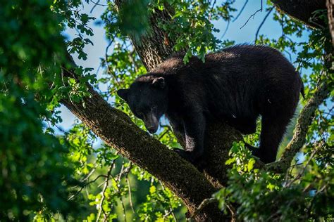 Yes There Was A Bear Up A Tree In San Anselmo See The Photos Here
