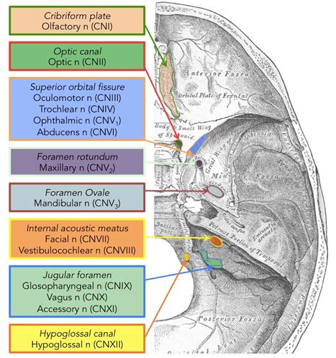 Summary Of The Cranial Nerves Teachmeanatomy