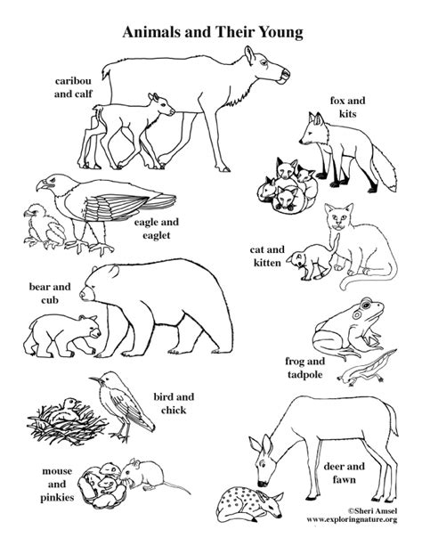 Animals And Their Young Coloring Page