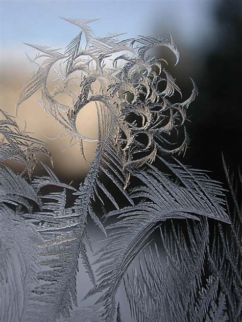 Frost Macro Photography By Judy Arndt Macro Photography Winter