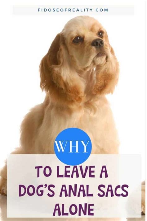 Why You Should Leave A Dogs Anal Sacs Alone Fidose Of Reality