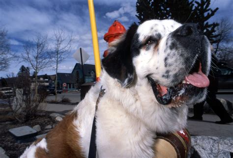 Did you know that if you place your amazon order through smile.amazon.com or turn on amazonsmile in your amazon app, you can select colorado st bernard rescue as a charity that receives a portion of your. A very happy St. Bernard dog smiles on Main Street in ...