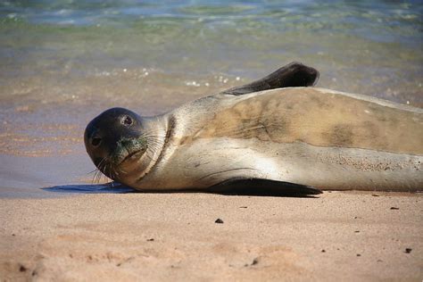 What Sex Is That Seal Hawaii Marine Animal Response