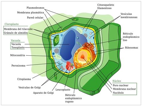 Dibujo De Celula Vegetal Y Sus Partes Compartir Celul