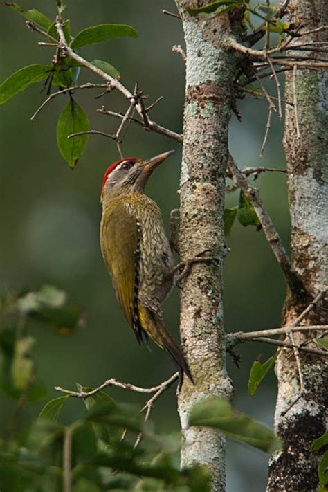 Birds Of India 72 Streak Throated Woodpecker Walk The