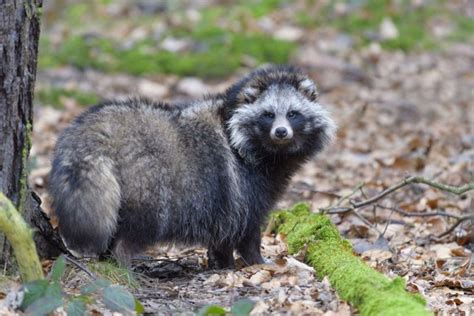 Crazy Facts About Raccoon Dogs Facty