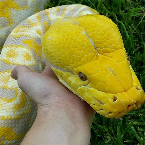 The Massive Head Of Yellow Headed Albino Reticulated Python R