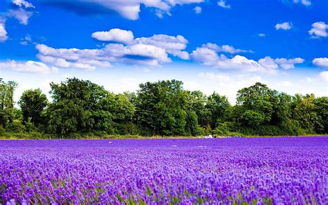 Hd Wallpaper Lavender Garden Natural Landscape Hd Wallpaper Purple