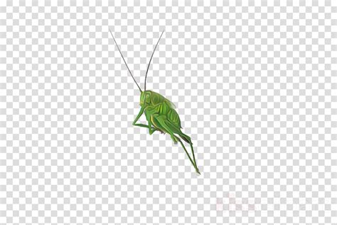 Insect Grasshopper Green Cricket Like Insect Cricket Clipart Insect
