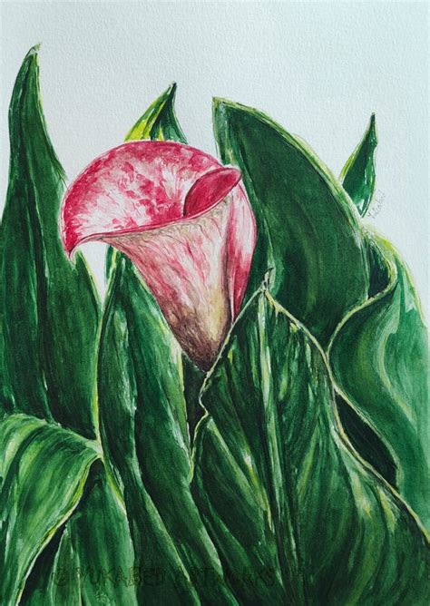 Calla Lily Painting Watercolor Botanical Flower Painting Etsy