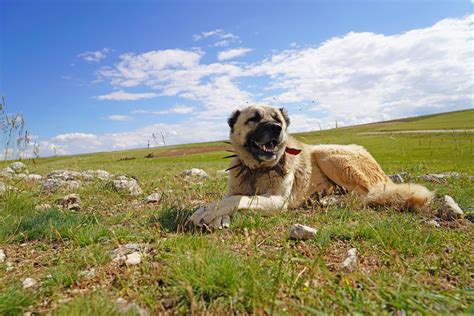 How To Choose The Best Livestock Guard Dog Breed For Your Farm