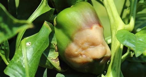 Common Pepper Problems And How To Fix Them