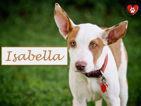 Let our adoption program help you find your next best friend. Adopt Me Wednesday: Isabella | Dog Tails
