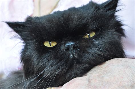 Omar Black Persian Cat That Is One Angry Looking Cat Gatos