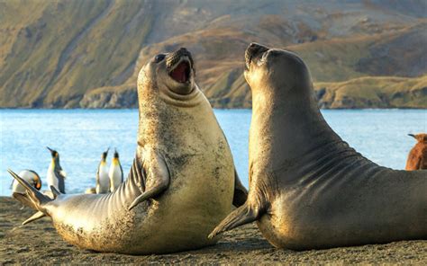 Descargar Fondos De Pantalla Sellos Costa Atlántica Pingüinos La