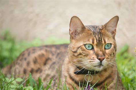 The devon rex's coat may. Top 6 Cat Breeds That Don't Shed (That Much): Is There ...