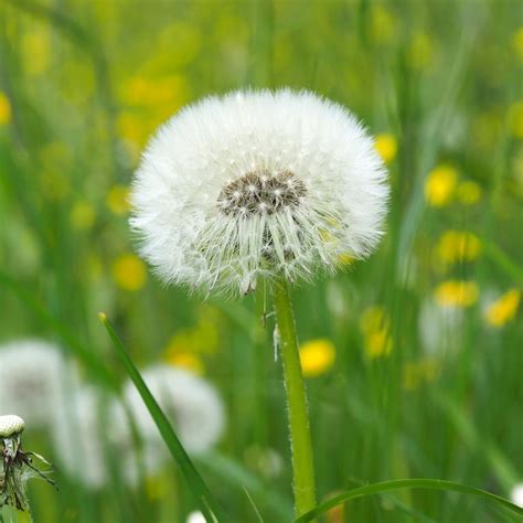 Desde la antigüedad, el diente de león ha sido utilizada como remedio para diferentes males, y aun en la actualidad es posible seguir beneficiandose de este. 5 beneficios del diente de león para nuestra salud