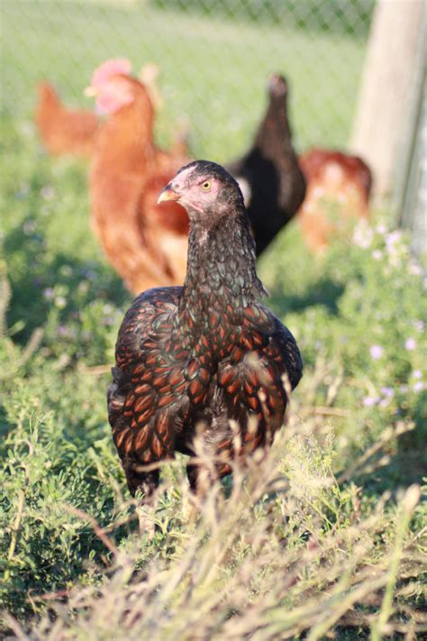 Who Gets To Define Heritage Breed Chickens Civil Eats