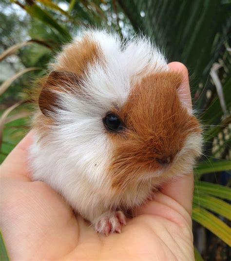 1000 Images About I Love Guinea Pigs On Pinterest Guinea Pig Care