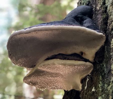 Decomposing Fungi Mount Rainier National Park U S National Park Service