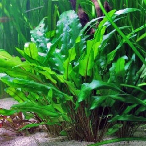 Buy Get Free Anubias Frazeri Live Aquarium Plants Live Etsy