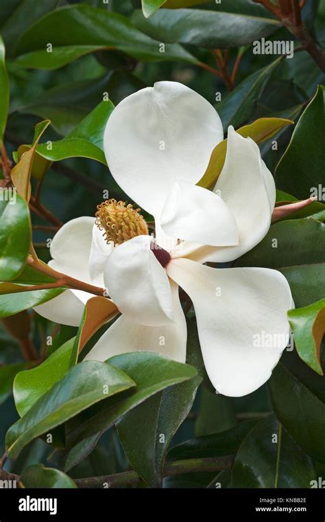Southern Magnolia Magnolia Grandiflora Called Evegreen Magnolia