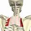 Serratus Posterior Superior Photograph By Medical Images Universal 